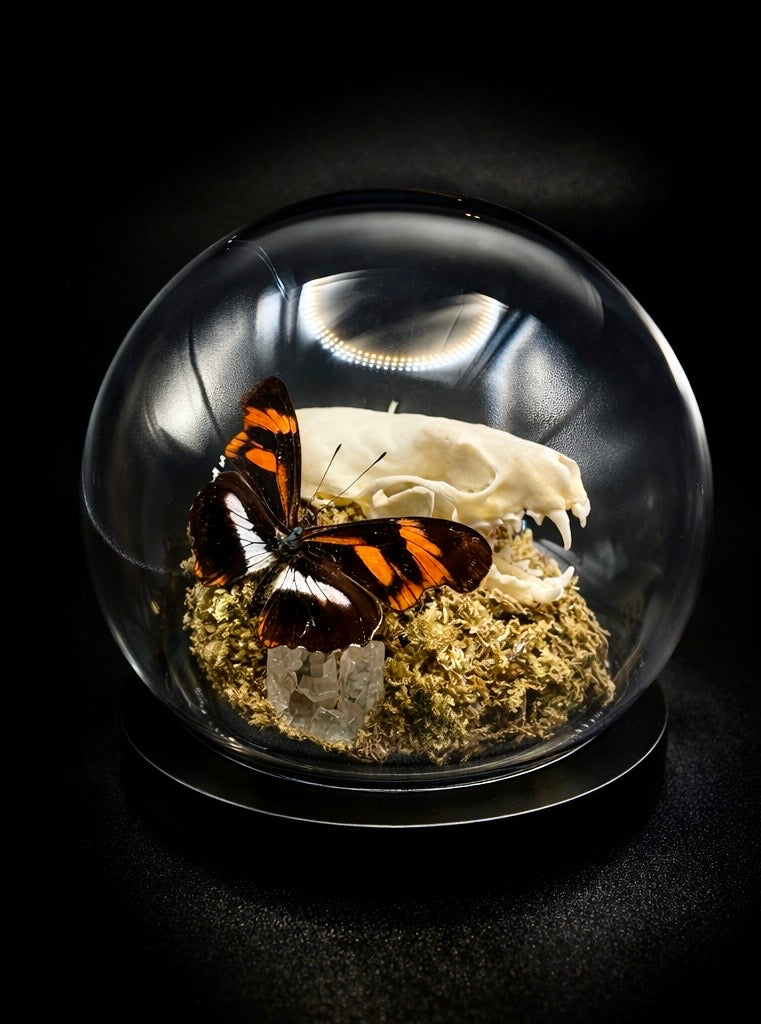 Mink Skull & Butterfly Dome