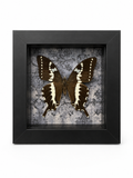 Midnight Manor- Papilio Delalandei