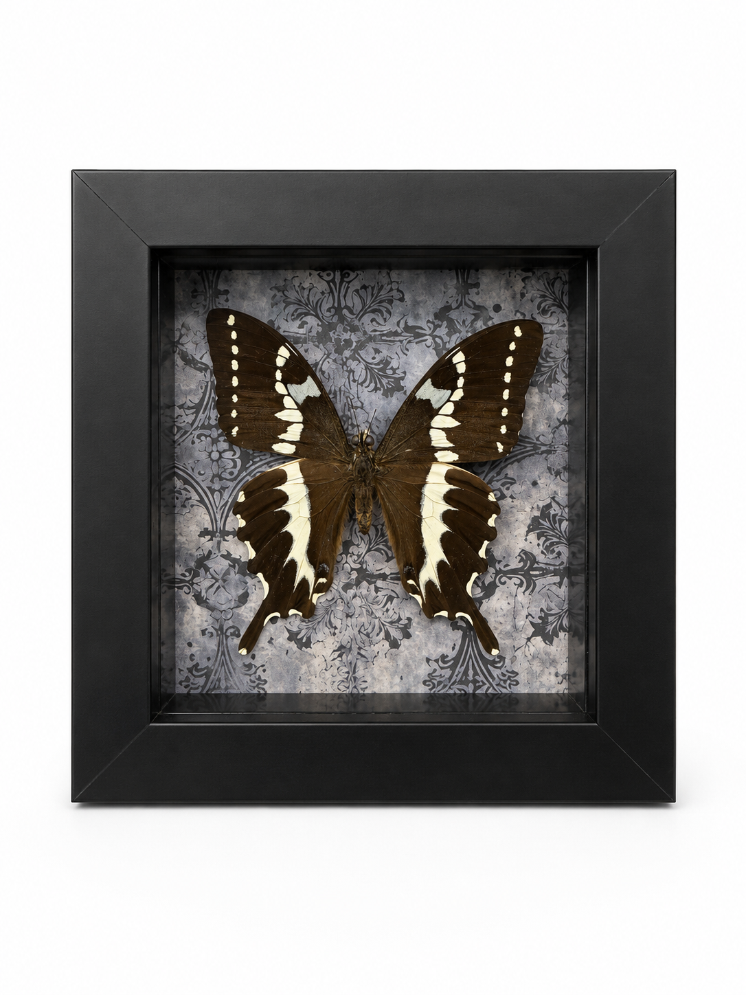 Midnight Manor- Papilio Delalandei
