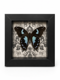 Midnight Manor -Papilio Epiphorbas