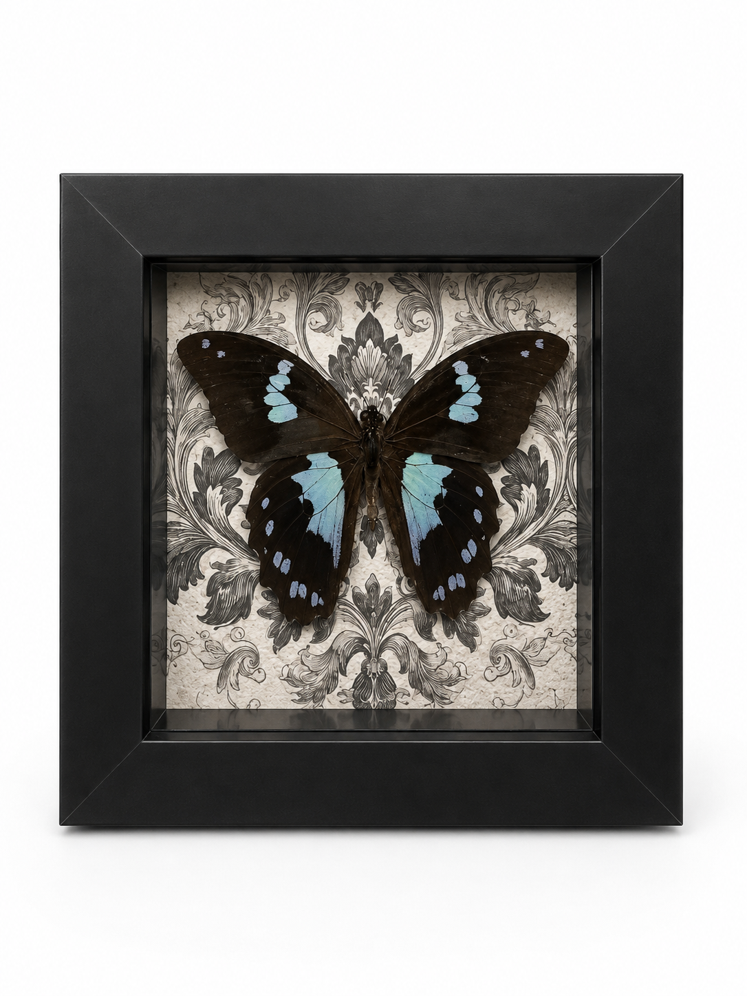Midnight Manor -Papilio Epiphorbas