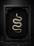 Snake Skeleton