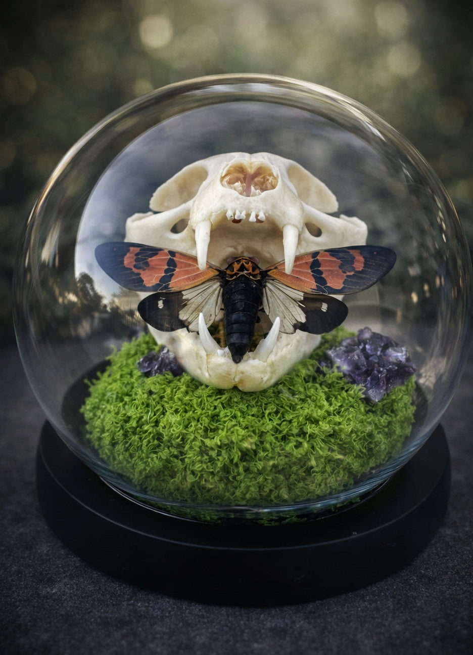 Feline Skull & Cicada Dome