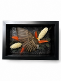 Ember Embrace - Preserved Wing